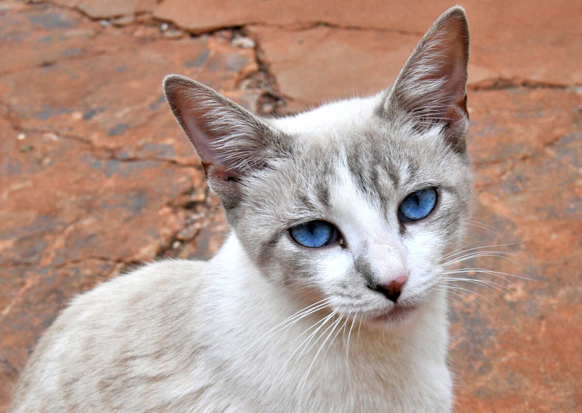 Agenda de castração reabre e tutores já podem agendar procedimento