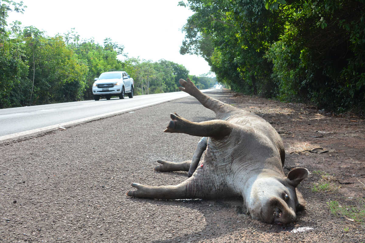 Em 13 anos, acidentes com antas provocaram 48 mortes em rodovias de MS