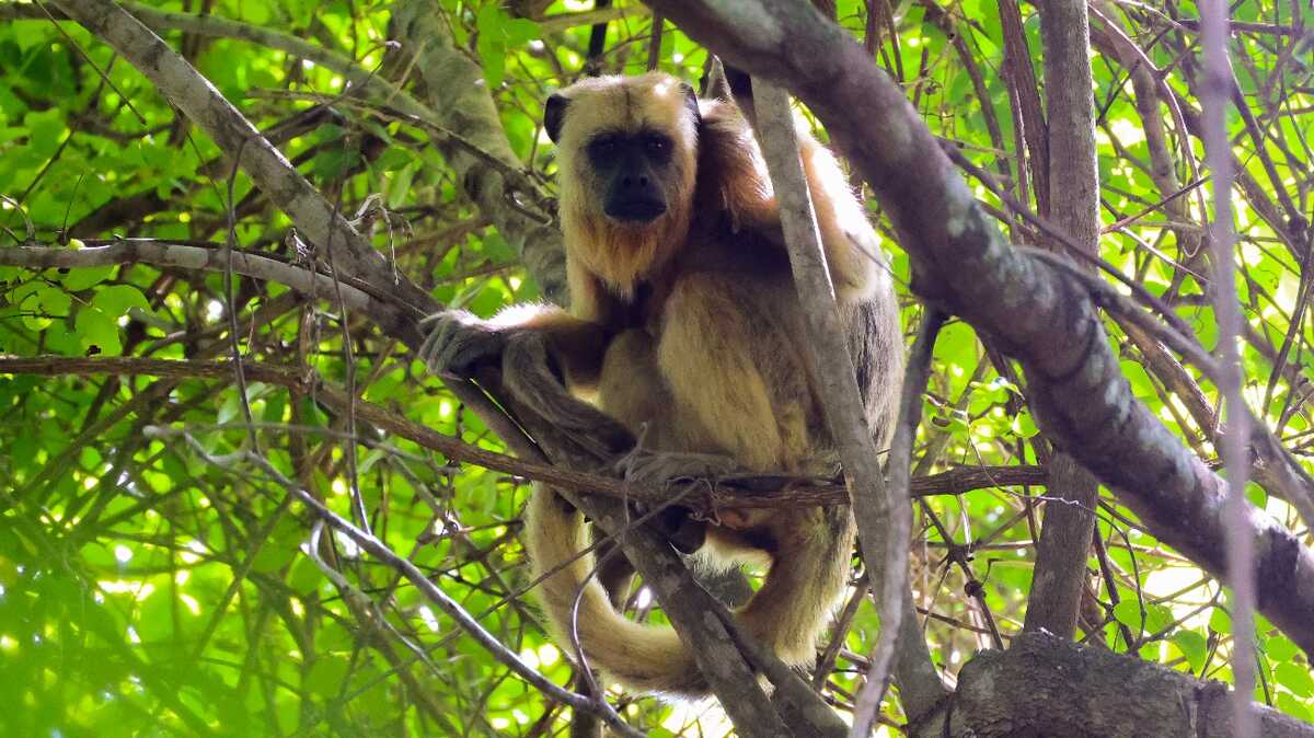Arauco usa drones e encontra sete famílias de macacos em região de mega fábrica