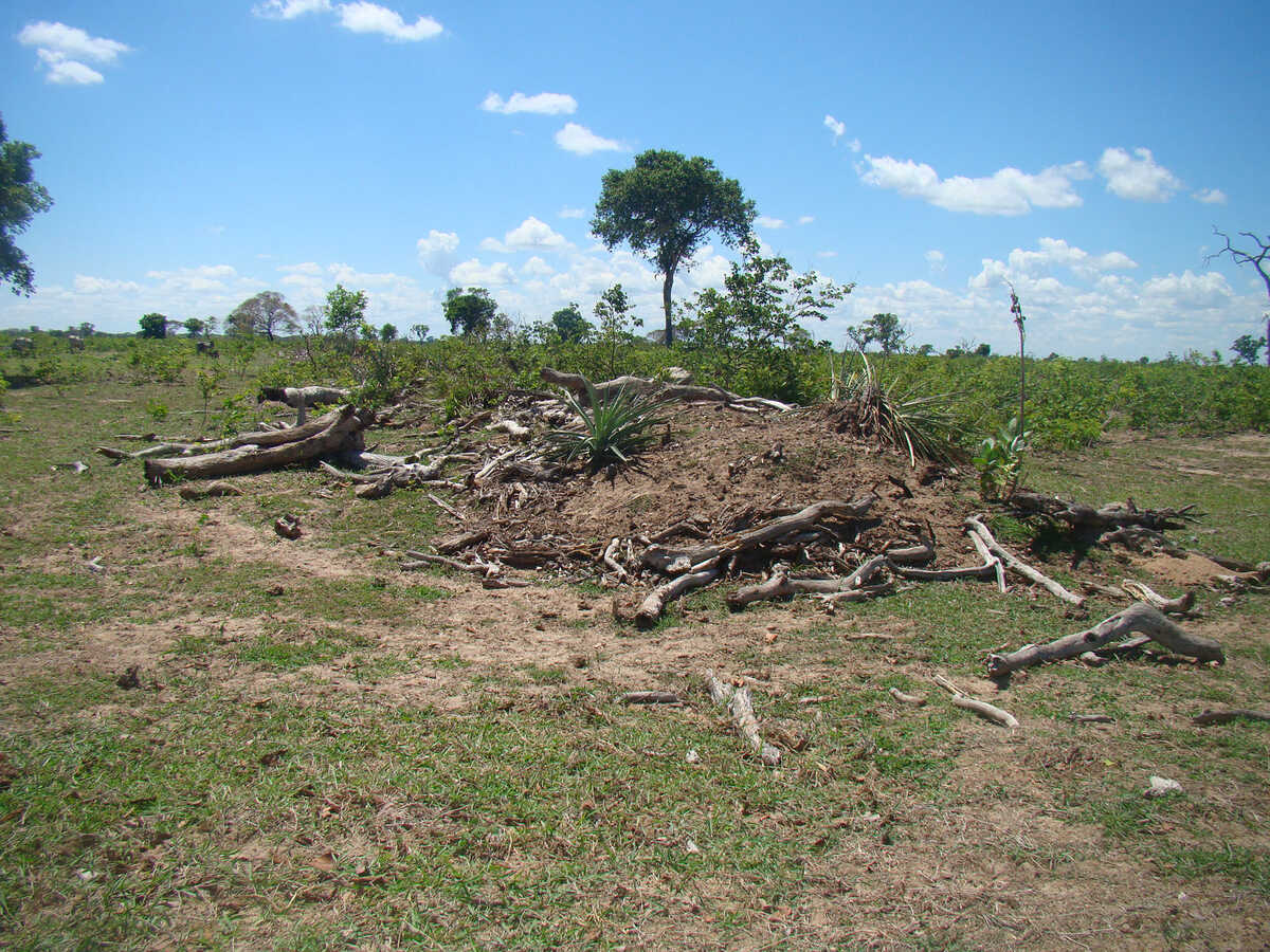 Desmatamento cai quase pela metade em 2025 no Pantanal