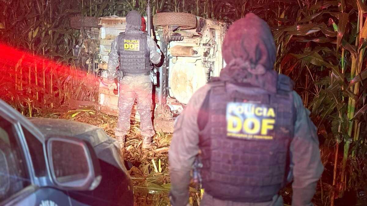 DOF apreende quase 800 kg de droga em milharal após capotamento