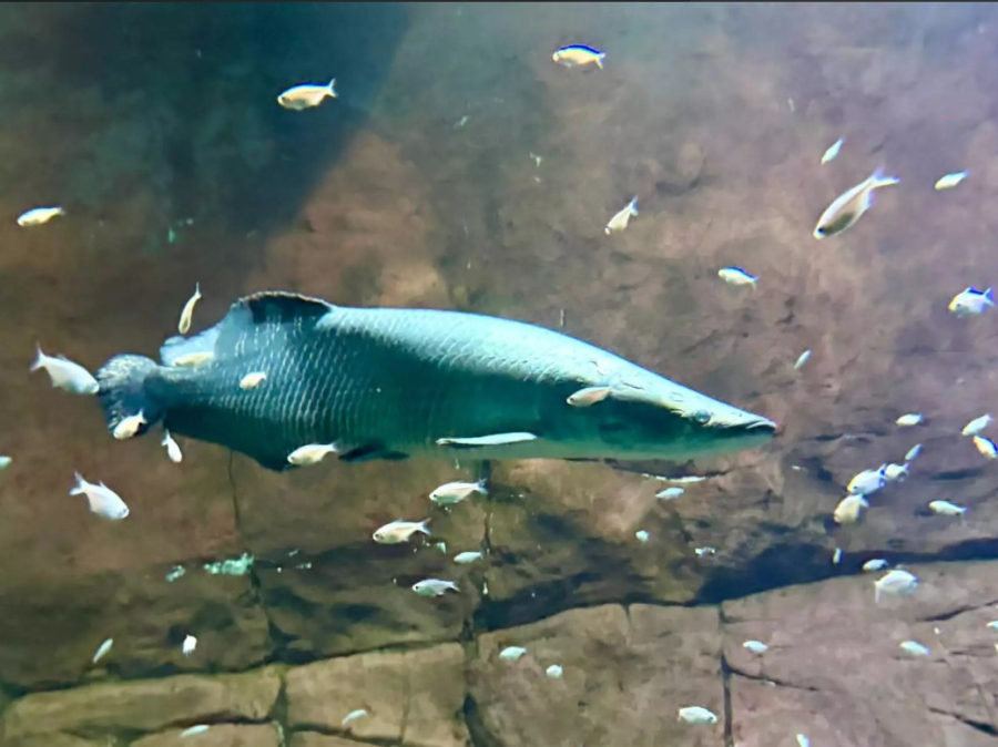 Após 65 dias, “Fujona” deixa quarentena e vai para tanque no Bioparque