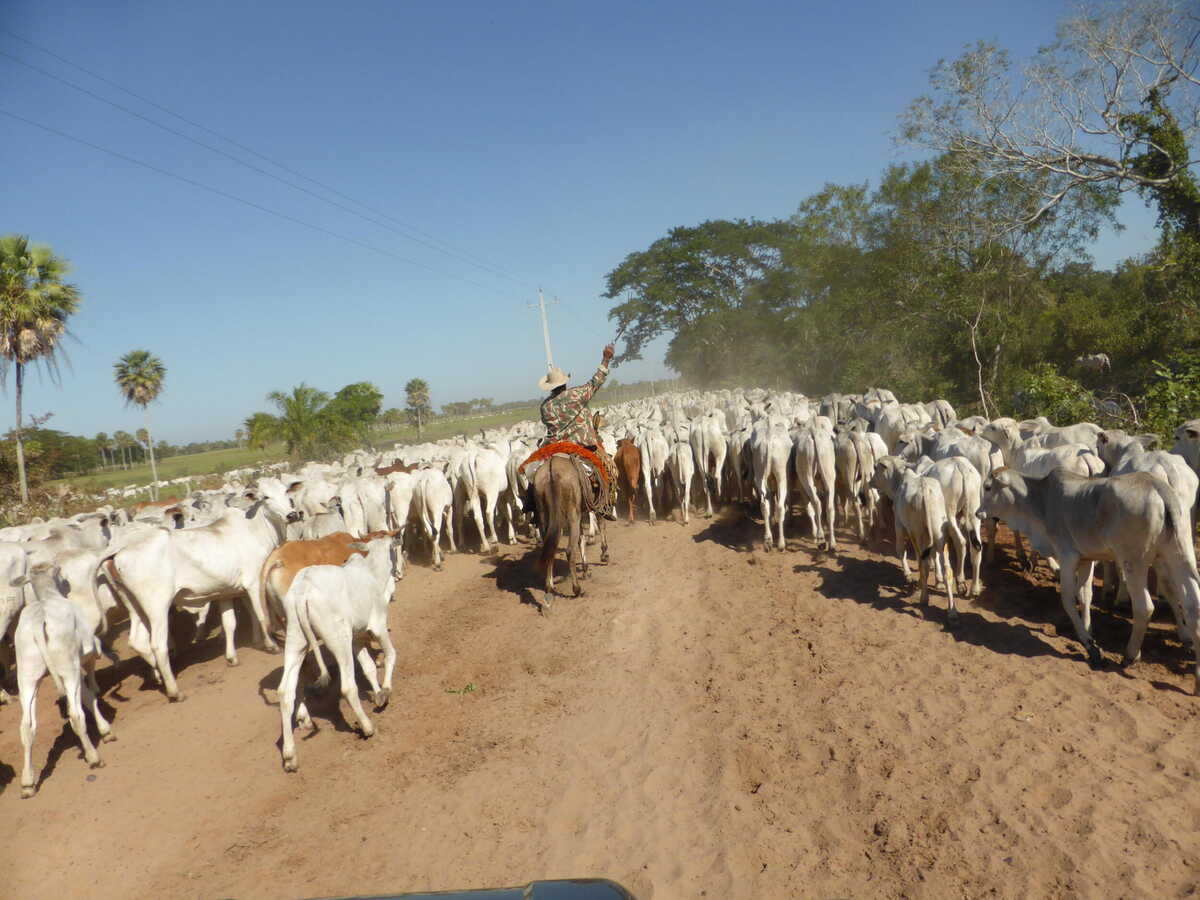 Alemanha pode credenciar carne de MS para o mercado europeu