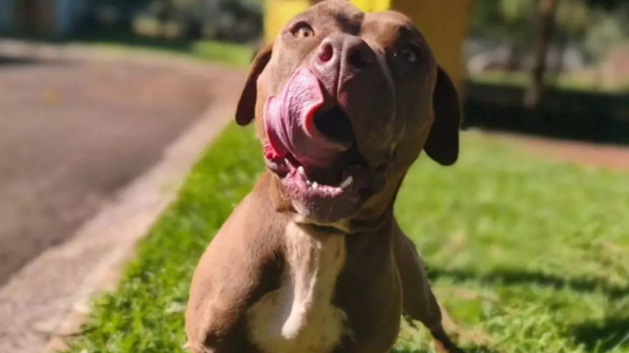 Pitbull invade casa para escapar da rua e agora procura a família